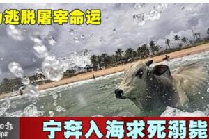為逃脫屠宰命運寧奔入海求死溺斃!