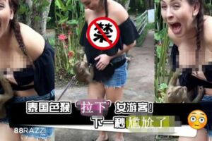 泰國色猴把女遊客衣服拉下！下一秒尷尬了.....【視頻】