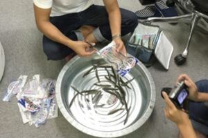 日本網友超市買來「冷凍魚」，再把魚放進水盆測試「是否會復活」，「1個小時後的結果」讓大家覺得他好瘋狂！