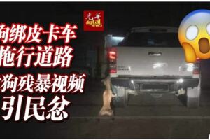 【視頻】狗綁皮卡車拖行道路虐狗殘暴視頻引民忿