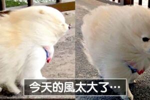 真的不是刻意耍寶啦…　22隻「恰巧被拍到趣味照」的呆萌動物