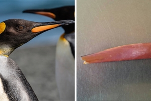 驚人事實！國王企鵝每年「嘴都會掉下來」　動物園：搜集滿滿一盒