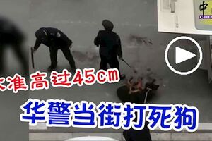 不準高過45cm，華警當街打死狗！還把我一家人都打了！