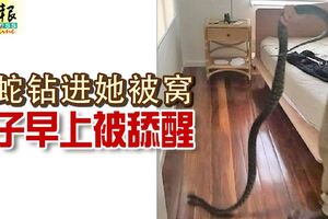 蟒蛇鑽進她被窩女子早上被舔醒