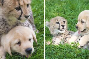 獵豹害羞到無法繁衍後代　動物園出妙招「派治療犬陪伴」幫牠建立自信