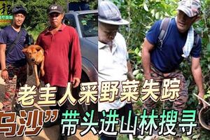 老主人采野菜失蹤，家犬「烏沙」帶頭進山林搜尋！只找到藤籃！