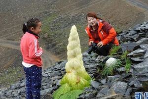 來雲南迪慶看「神奇植物」