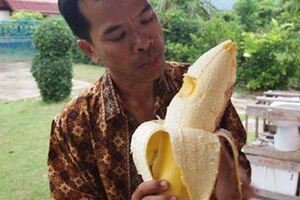 非洲「最大」的香蕉，不僅可以煮著吃，還可以釀酒