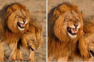 2隻雄獅散步時「突然點中笑穴」　默契張嘴：哈、哈、哈！