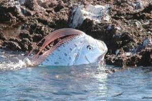 台灣沙灘出現超罕見海龍王「地震魚」活體！「廬山真面目」竟然是這樣太讓人吃驚了！