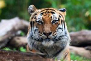 老虎也中標！　紐約動物園「老虎確診新冠肺炎」：全球首例！