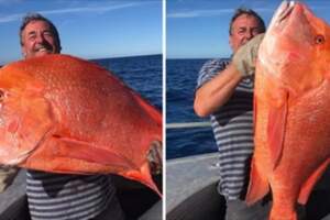 一生一遇！釣客釣上22kg赤紅「怪獸級魚類」　人生最狂紀錄：捨不得吃