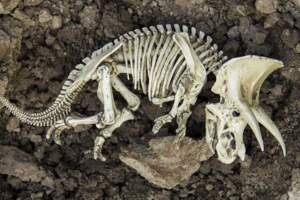 研究「畸形化石」科學家意外揭露恐龍7600萬年前驚天秘密