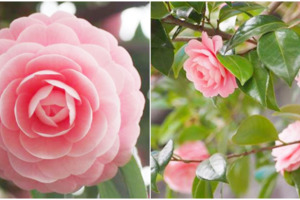 【國外】日本特有「粉嫩少女山茶花」夢幻到讚嘆　幸運撞見「稀有純白版花朵」：難以形容的美❤️