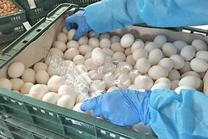 每人可領8顆雞蛋　女議員宣布：明天免費送4000顆