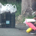 邊賣地瓜邊讀書 台東小女孩樂在其中