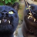 路邊撿回了一隻黑貓，卻發現牠長著像「吸血鬼一樣的牙齒」！帶牠去看獸醫時，獸醫竟然說了「這句話」！