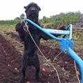 狗狗為了照顧身患殘疾的主人，竟然每天挑水耕地，感動無數人！！