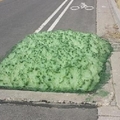 汽車司機在公路上發現「綠色海綿」，上前查看後竟發現海綿的體積還在不斷的擴大，嚇得他立即叫來警察！