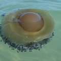 一對情侶在愛琴海潛水發現「巨大荷包蛋」把它撈上岸，當地居民告訴他們這是…嚇得拔腿快跑！ 