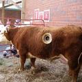驚悚 !! 遊客發現農場的牛身上有洞，當靠近洞一看竟看見裡面的。。。。