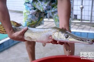 魚塘突然來了一條兇猛的不速之客，塘主聽到鴨子的求救聲，還以為是四腳蛇偷吃鴨子，出來看到不速之客後，立刻驚慌求救！！！