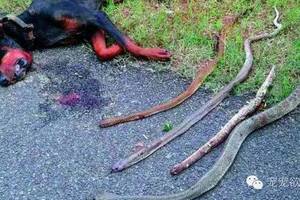 杜賓犬在夜裡發現有4隻眼鏡蛇要入侵家園，接下來它為了保護家人的犧牲舉動讓大家淚腺都崩壞了。。。