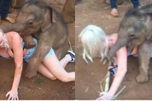 	女子泰國旅遊時遭小象撲倒在地，就在她要呼救時，沒想到小象卻做出這樣的一番舉動，原來牠是.....難以置信啊！！