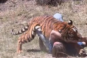 男子遭到老虎攻擊 下1秒畫面讓人傻眼
