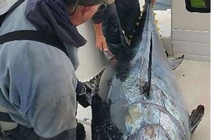 	男子拚了命終於釣到一條「價值百萬」猛獸怪魚，但仔細一看…所有船員竟嚇得叫他趕緊放生！