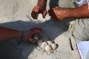 男子在海邊發現一窩「奇怪的蛋」，他立馬把它們裝進包包帶回家！沒想到卻付出了「悲慘的代價」！