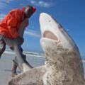 南非漁民在海灘發現了這隻兇猛的大白鯊，但接下來他們「徒手抓住鯊魚」後的舉動讓在場所有人都失聲驚呼啊！