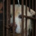 台灣成「亞洲第一個禁止吃貓狗肉」的國家，違法者最高開罰500萬新台幣！