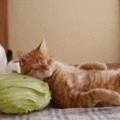 可愛貓咪～把任何東西當枕頭的橘貓