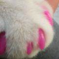 女孩給貓咪戴上粉紅指甲套，她卻不知道，其中的傷害有多大