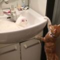 呆萌橘貓一早就想找到躺在洗手台裡的悠哉白貓，最後它們逗趣的反應會把人萌到心裡花兒朵朵開啊！