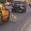 流浪狗冒險在馬路上阻攔車輛，原來只希望...聽後大家都淚崩了