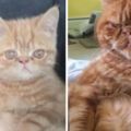 傳說中的十橘九胖是真的嗎？是時候曬出你家貓咪的對比照片了！