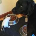 狗狗的飯碗被貓咪搶了，結果它一臉委屈的望著主人：沒人管管嗎??