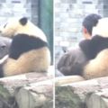 熊貓寶寶看到飼育員進來後就狂偷親，當牠發現要自拍竟然超配合做出「萌到大家心裡去的反應」！