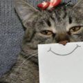 專治貓咪臭臉的方法：主人乾脆自己幫貓咪畫表情！看到第三張直接笑噴XD