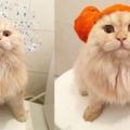 這隻貓咪Meepo因為愛洗澡瞬間成了網紅，乖乖洗澡的樣子萌化了所有貓奴的心！