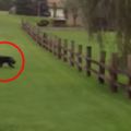 他們發現這隻黑熊時本來想逃走，但在看到這個怪東西後立刻用最快速度衝往黑熊身邊！