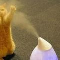 自動逗貓神器：室內加濕器！到底有多厲害，來看一場貓星人與加濕器之間的戰爭就知道！