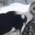 哈士奇在雪地裡遇到了貓頭鷹，結果上去就是一個強吻