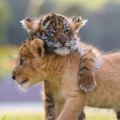 小獅子和小老虎無視差異「變成了罕見的好麻吉」，它們膩在一起的生活照已經把大家都萌哭了！