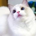 花3000買了隻布偶貓給父母照顧，半年過去了，網友：這貓現在值三十萬！