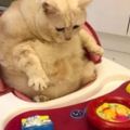 貓咪偷偷坐上寶寶的嬰兒車，接下來的動作，更讓網友看了紛紛笑噴！