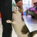 日本愛貓協會總結的養貓十誡，看完最後一條，眼淚就止不住了