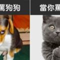 13張證明「貓咪和狗狗來自不同星球」的超爆笑對比照！